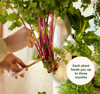 Gardyn Home Hydroponic System